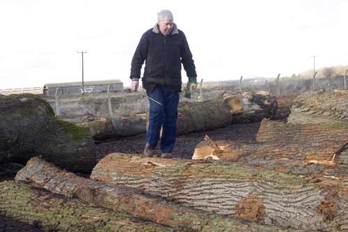 Robin selecting the timber