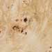 burr poplar