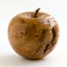 burr elm